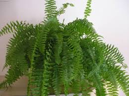 Image result for ledviník