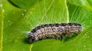 Uk Dog Health Warnings Over Processionary Caterpillar Outbreak