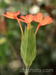 Image result for Crossandra nilotica