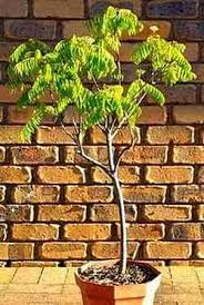 Curry leaf plant (also known as curry leaves plant, curry leaf tree or curry patta plant) is one of the most essential herb for any indian kitchen garden. How To Grow Curry Leaves Faster Curry Leaf Plant Care