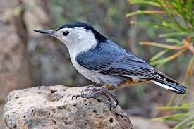 White Breasted Nuthatch On The Wild Side Of The Arkansas River Nuthatch Nuthatch Bird Bird