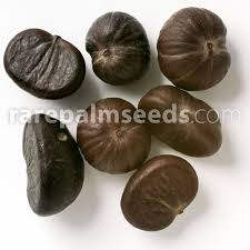 Image result for Caryota urens