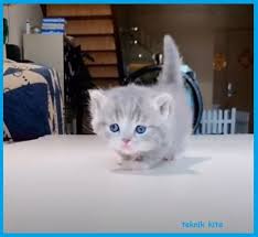 Apa perbedaan munckin dengan kucing jenis lainnya? Teknik Kita Ras Kucing Pendek Pada Kaki Munchkin Yang Lucu Dan Cantik
