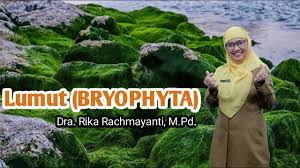 Temperature and humidity of air, pressure, speed and wind direction, precipitation, sunrise, sunset, moon rise, moon set. Lumut Mean In English