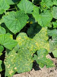 Image result for mildew on cucumbers