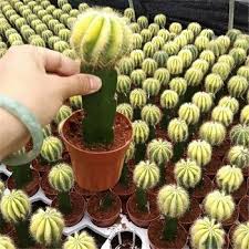 If haworthias are happy where they're growing, they put out pups (offshoots) until. China Mini Colourful Grafted Cactus China Grafted Cactus And Indoor Plants Price