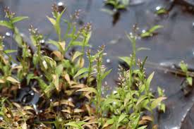 Image result for Coelachne