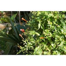 Image result for Manettia