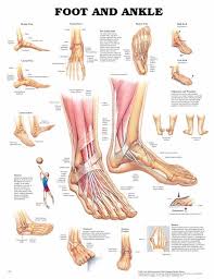 The anatomical chart series explore the human body with your personal collection of anatomical charts. Foot And Ankle Br Anatomical Chart