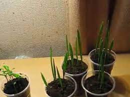 Для этого нужно изучить приемы агротехники и процесс не покажется сложным. Finikovaya Palma Iz Kostochki Na Podokonnike Youtube