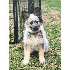 These happy, friendly australian shepherd puppies are very playful! Ashe Large Female Australian Cattle Dog X German Shepherd Mix Dog In Nsw Petrescue
