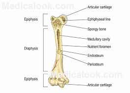 Long bone type in the upper arm. Bones Human Anatomy Organs Human Anatomy Chart Human Bones Anatomy Bones