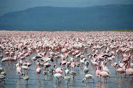 Featured amenities include a business center, complimentary newspapers. Travel Guide Lake Nakuru And Lake Naivasha Great Rift Valley S Soda Lakes