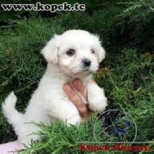 yavru kopek ilanlari kopek dunyasi kopek yavru kopek