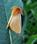 Leptadenia pyrotechnica is found as both a shrub or tree correlating with browsing pressure. Shovkopryad Kulbabovij Papriadkovec Pupavovy Pitypang Szovo Autumn Silkworm Moth Lemonia Taraxaci Lowenzahnspinner Pabourovec Pampeliskovy Jaune Pissenlit Ugorowka Zlotnica