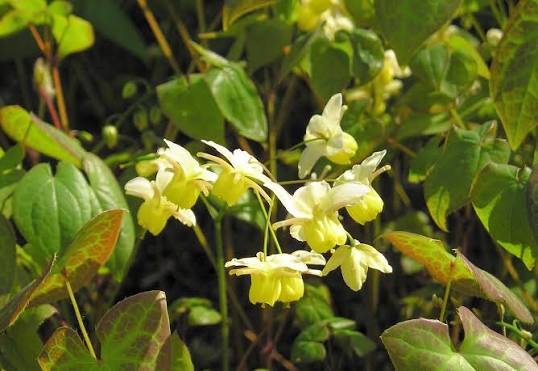 Epimedium Horny Goat Weed