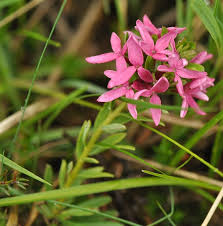 Image result for Struthiola montana