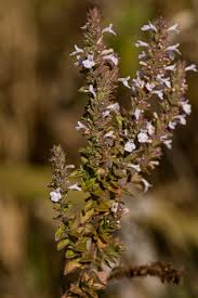 Image result for Micromeria imbricata