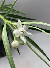 Image result for Kanahia laniflora