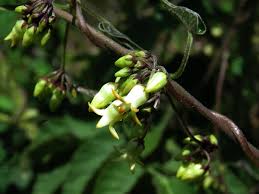 Image result for Riocreuxia chrysochroma