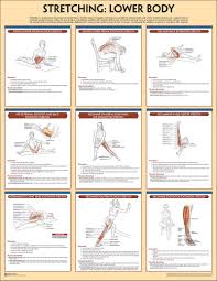 Approximate areas of cutaneous nerve distribution to the upper and lower limbs. Stretching Poster Lower Body Anatomy Human Kinetics 9781492504634 Amazon Com Books