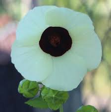 Image result for Hibiscus vitifolius