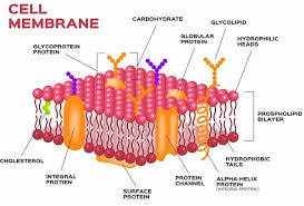 Check spelling or type a new query. The Cell Science Online