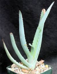 Image result for Monsonia glauca