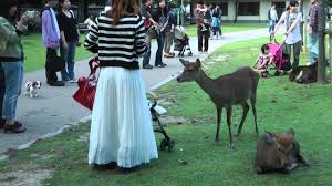 Jadwal buka puasa untuk wilayah jakarta dan sekitarnya 15 ramadan 1440 hijriah, senin (20/5/2019) pukul 17.47 wib. Apakah Benar Ada Rusa Di Taman Nara Matcha Situs Wisata Jepang