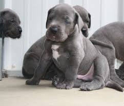 Great dane in dogs & puppies for rehoming in ontario. Great Dane Puppies For Sale Colorado Springs Co 247380