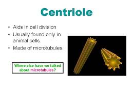 Vacuoles are few large or single and centrally positioned vacuole. Cell Types And Organelles The Cell Is Like