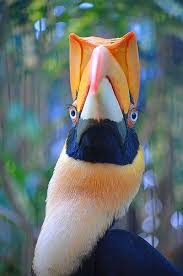 Onlajn Psiholog Domashnih Pitomcev Animal Psychology Https Www Facebook Com Animal Psychology Psiholog Do Colorful Birds Pet Birds Animals Beautiful