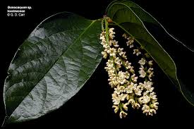 Image result for Icacinaceae