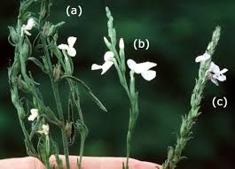 Image result for Striga passargei