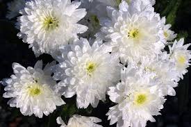 Sunflowers symbolize adoration, loyalty and longevity. Forever Thoughts Ltd On Twitter The Whitechrysanthemum A Simple Beautiful And Modest Flower Symbolising Purity Loyalty And Devoted Love Flowers Meaning Love Https T Co Tydhfalxdy