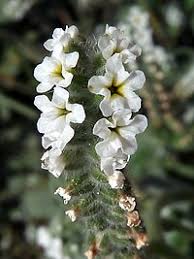 Image result for Heliotropium harareense