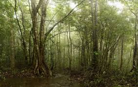 We did not find results for: Hutan Musim Mengenal Lahan Ekstrem Di Daerah Tropis Cifor Forests News