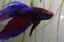 Betta Splendens: Les maladies: la pourriture des nageoires