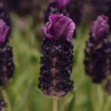We compiled 62 purple flowers and their care instructions. Lavender Bandera Plants French Lavender Plug Plants Brookside Nursery
