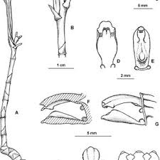 Image result for Gastrodia rwandensis