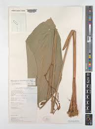 Image result for Sarcophrynium