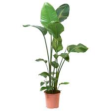 Strelitzia Ruukkukasvi Strelitzia Nikolai Ikea Easy Care Plants Plants Ikea Plants