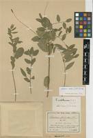 Image result for Maerua edulis