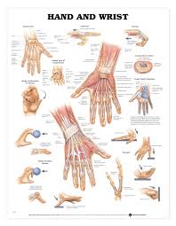 Hand And Wrist Anatomical Chart Poster Laminated