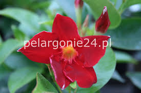 Image result for mandevilla obrázek