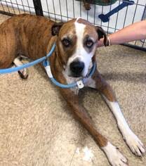 We did not find results for: View Ad Boxer Great Dane Mix Dog For Adoption Near Arizona Chandler Usa Adn 1016101