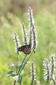 Image result for Agelanthus crassifolius