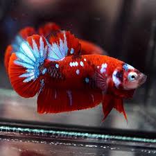 Betta Fish Betta Fish Ideas Bettafish Fishbetta Live Betta Fish Fancy Super Red Koi Galaxy Halfmoon Plakat Hmpk Male Betta Fish Live Fish For Sale Betta