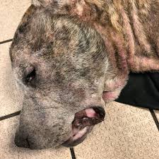 That's because you keep seeing the place or room where your pet was put down. Dog Had To Be Put Down After His Owners Let His Skin Condition Deteriorate To This Shocking State Manchester Evening News