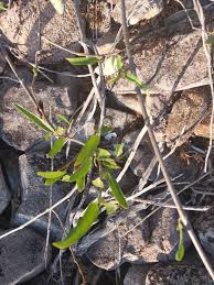 Image result for Meiosperma bracteatum